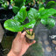 Anubias Barteri Var Barteri - Potted