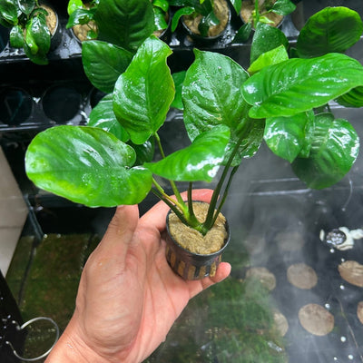 Anubias Barteri Var Barteri - Potted