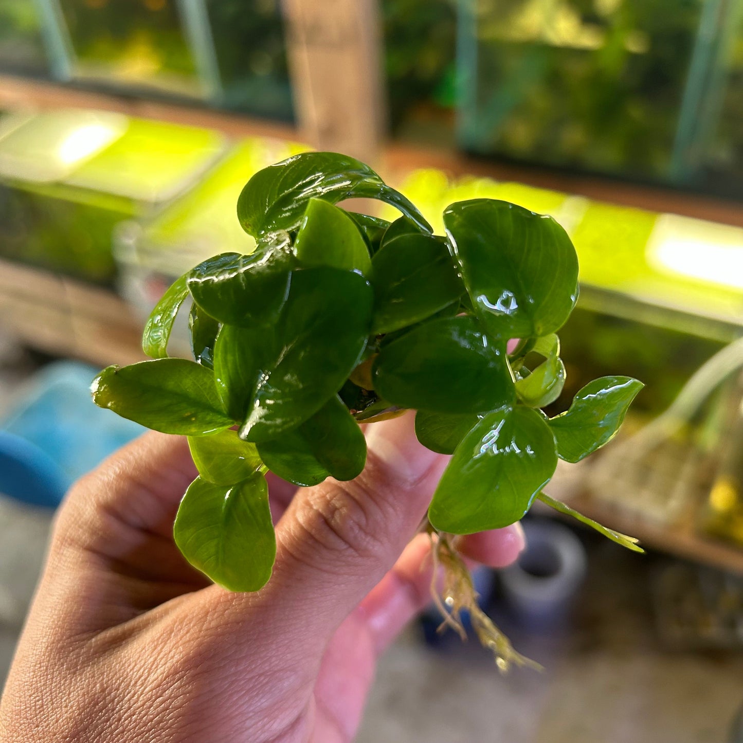 Anubias Bonsai Golden