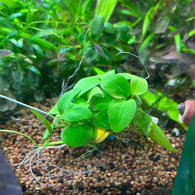 Anubias Bonsai Golden