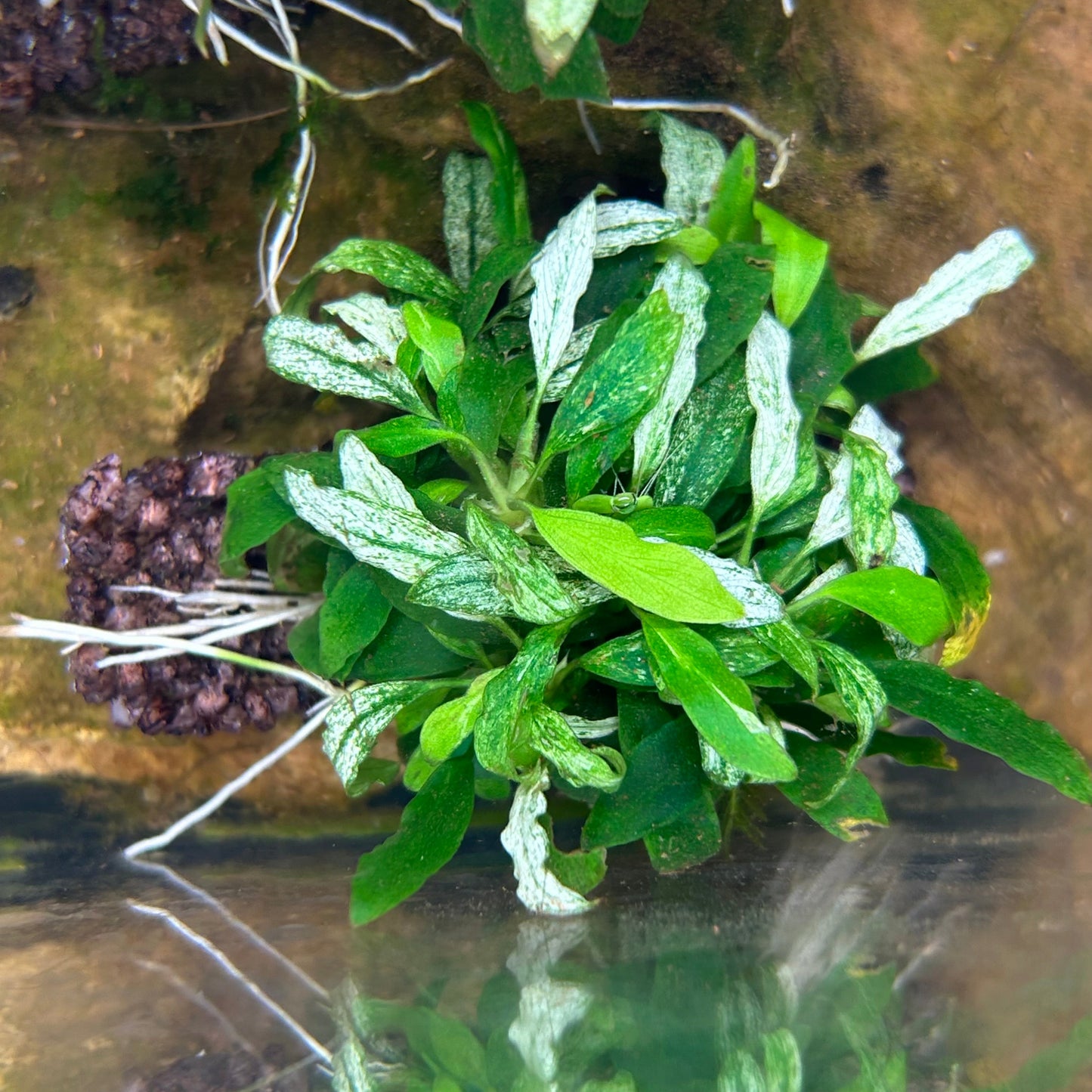 Anubias Congensis Mini