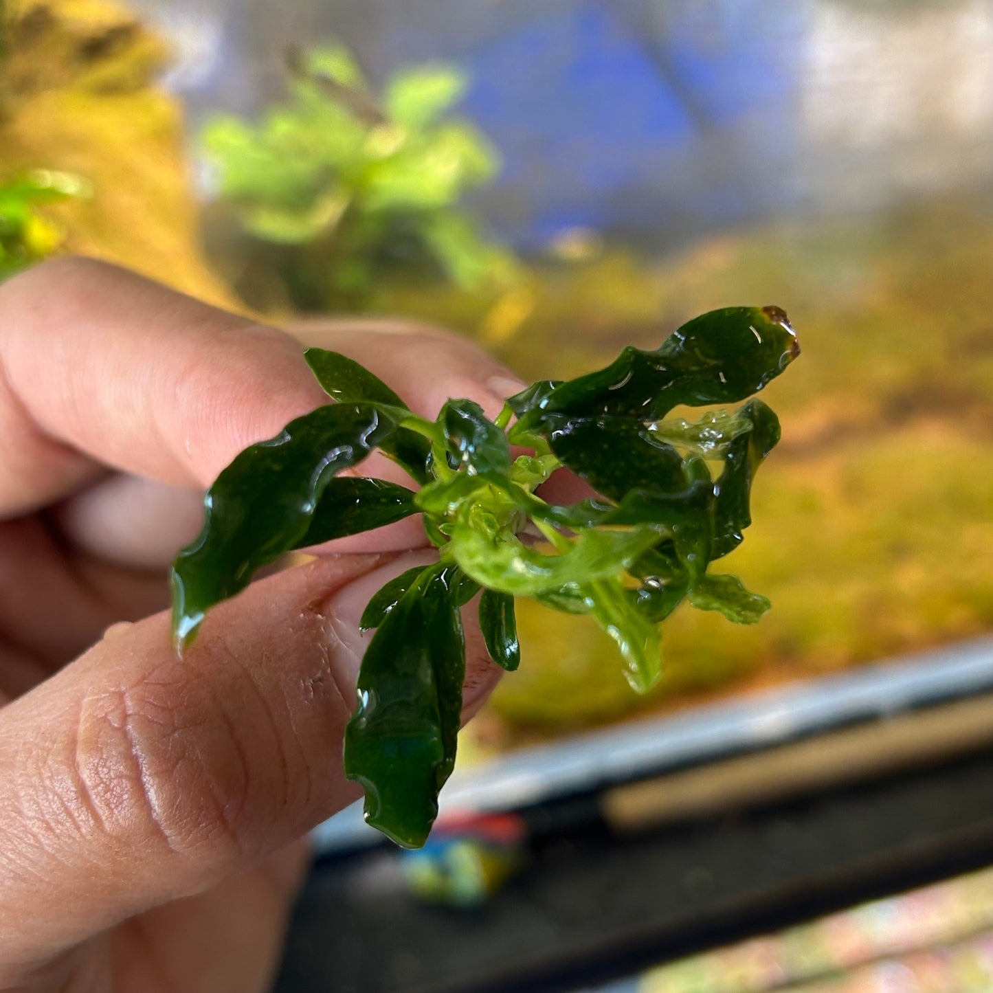 Anubias Congensis Mini