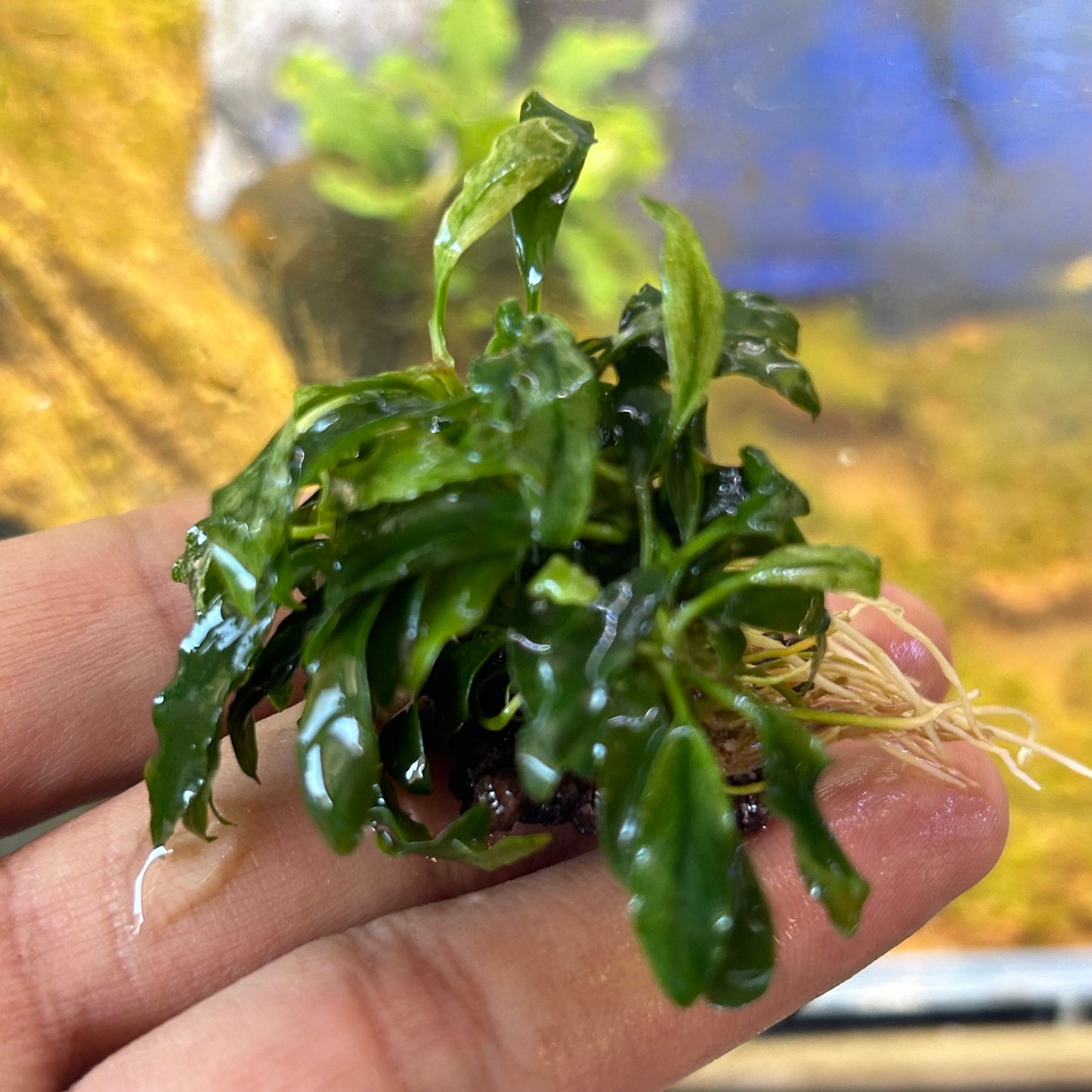 Anubias Congensis Mini