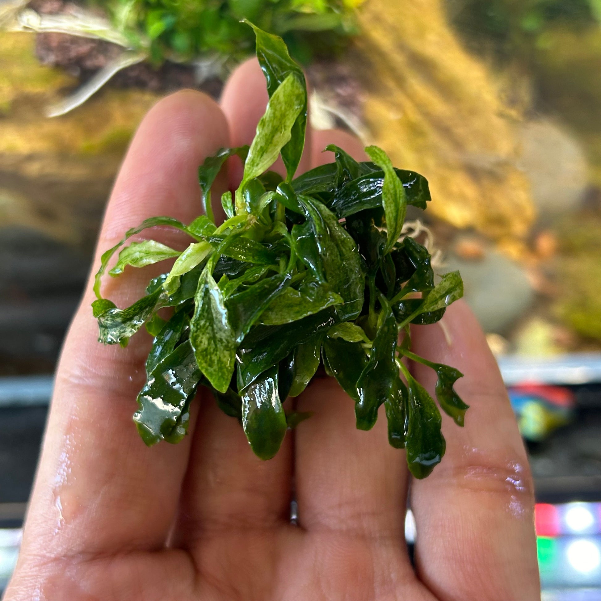 Anubias Congensis Mini