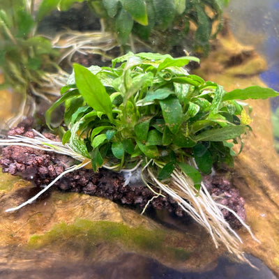 Anubias Congensis Mini