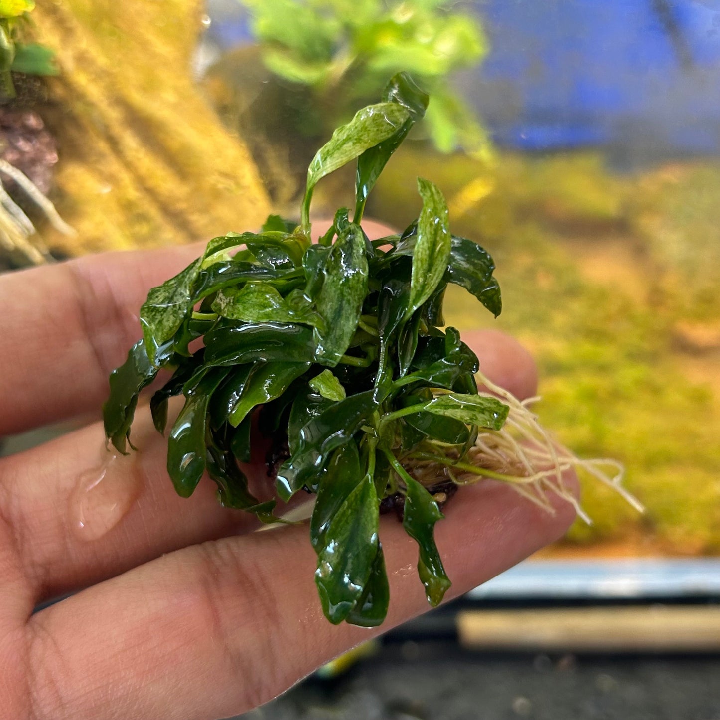 Anubias Congensis Mini