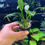 Anubias Congensis (Thin Leaves) - Potted