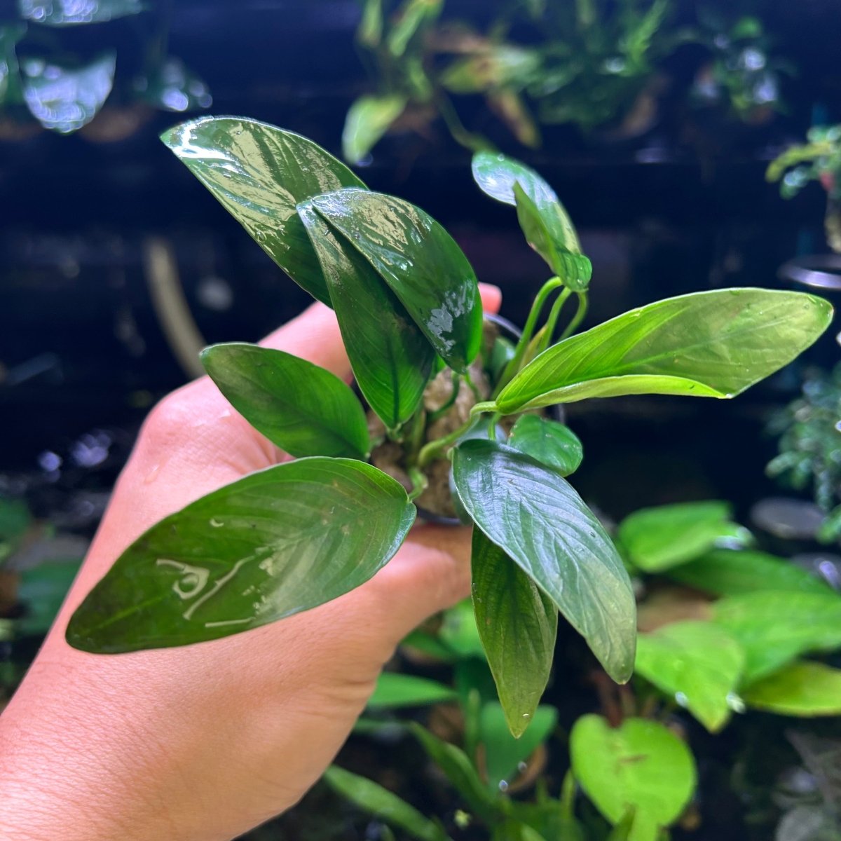 Anubias Congensis (Thin Leaves) - Potted