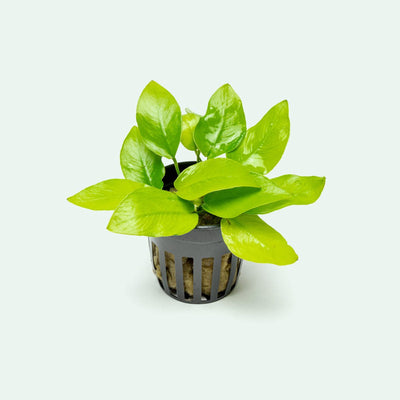 Anubias Golden - Potted