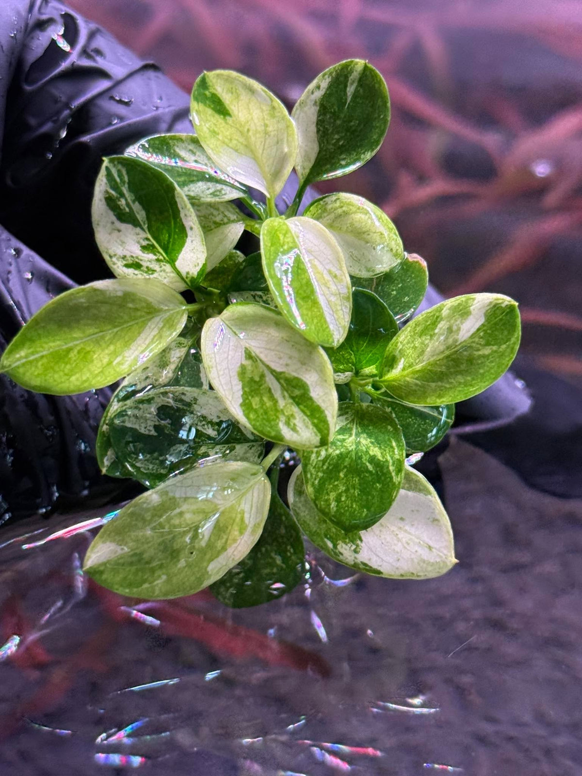 Anubias Marble Drip