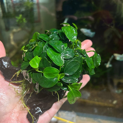 Anubias Nana On Driftwood