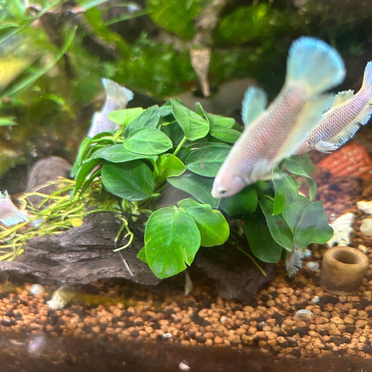 Anubias Nana On Driftwood