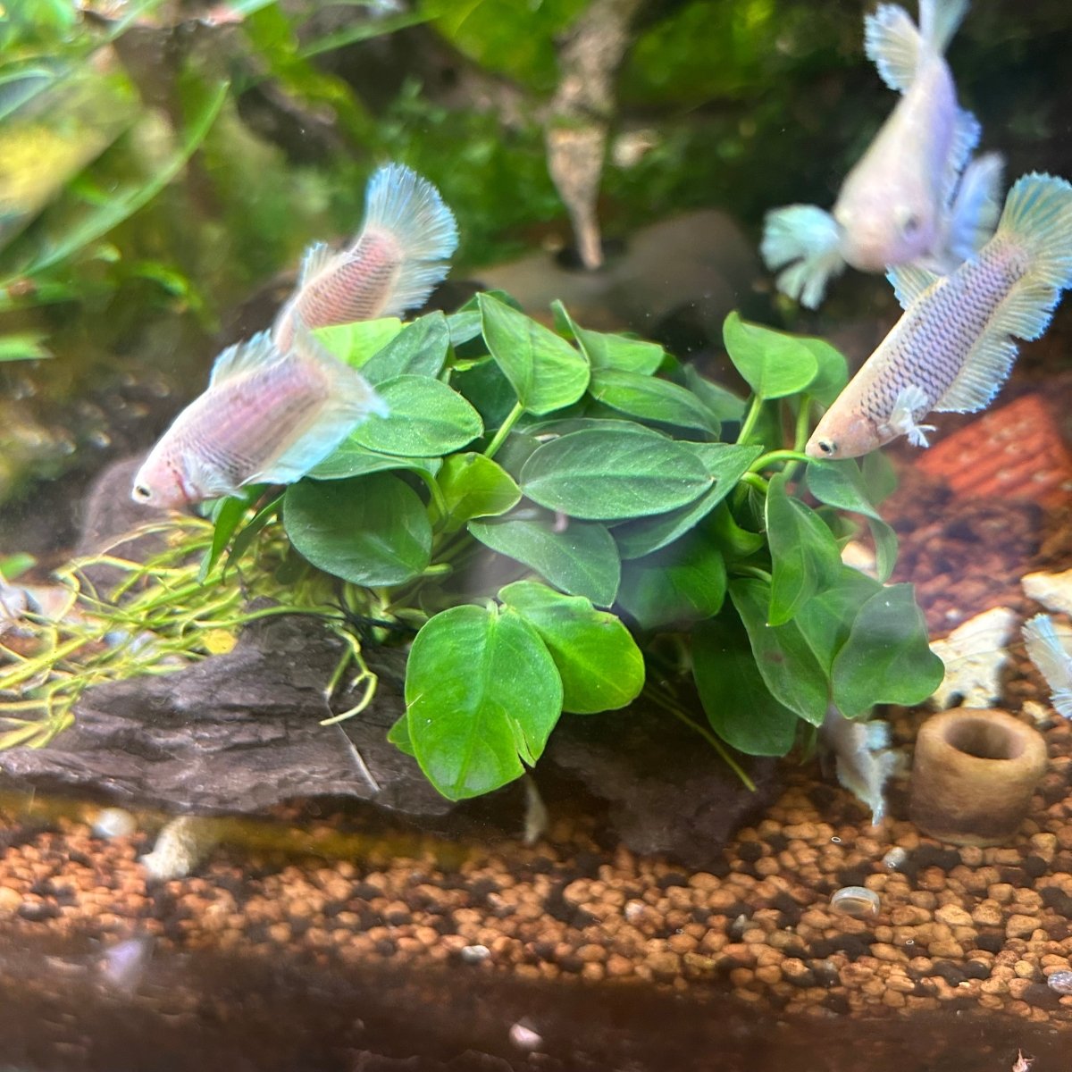 Anubias Nana On Driftwood