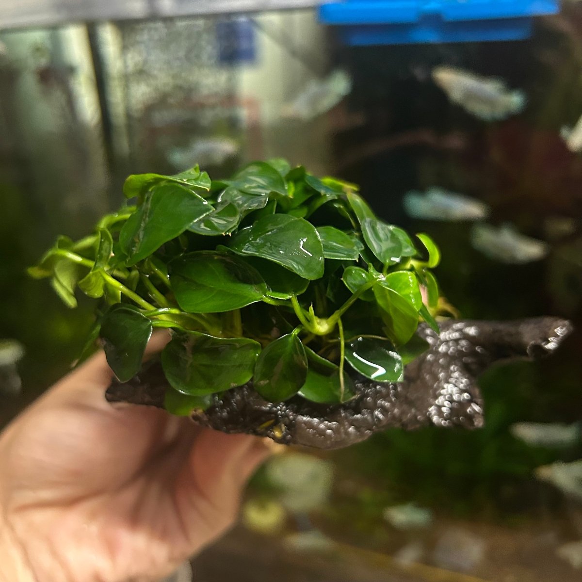 Anubias Nana On Driftwood