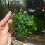 Anubias Nana On Driftwood
