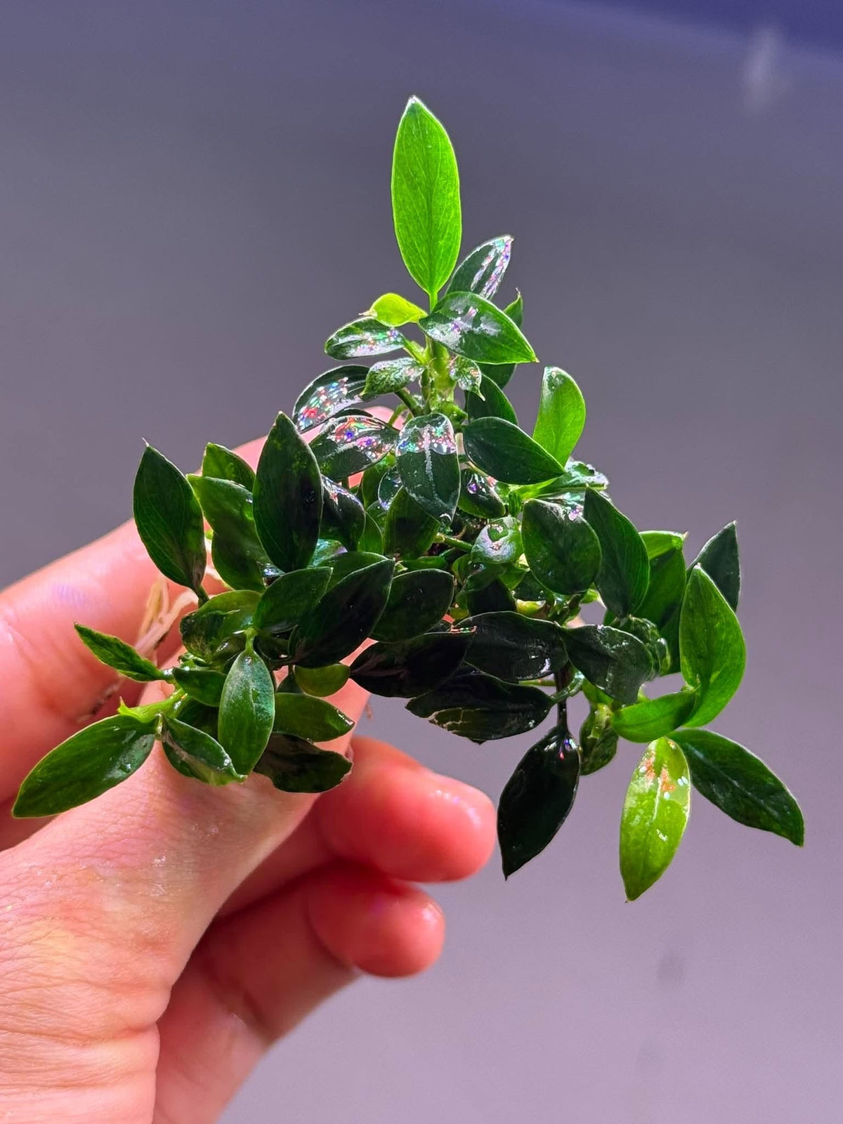 Anubias Nana Pangolino