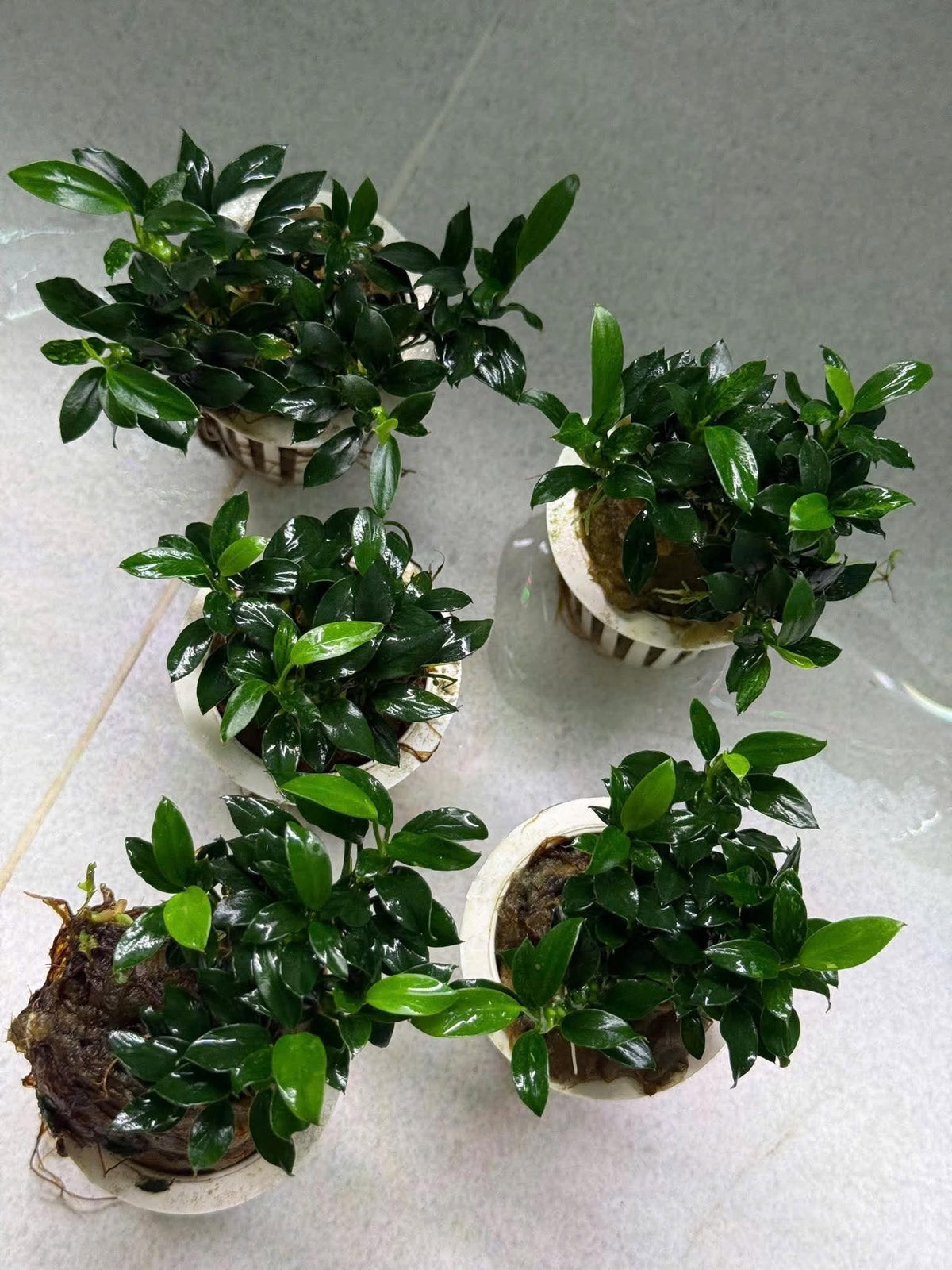 Anubias Nana Pangolino