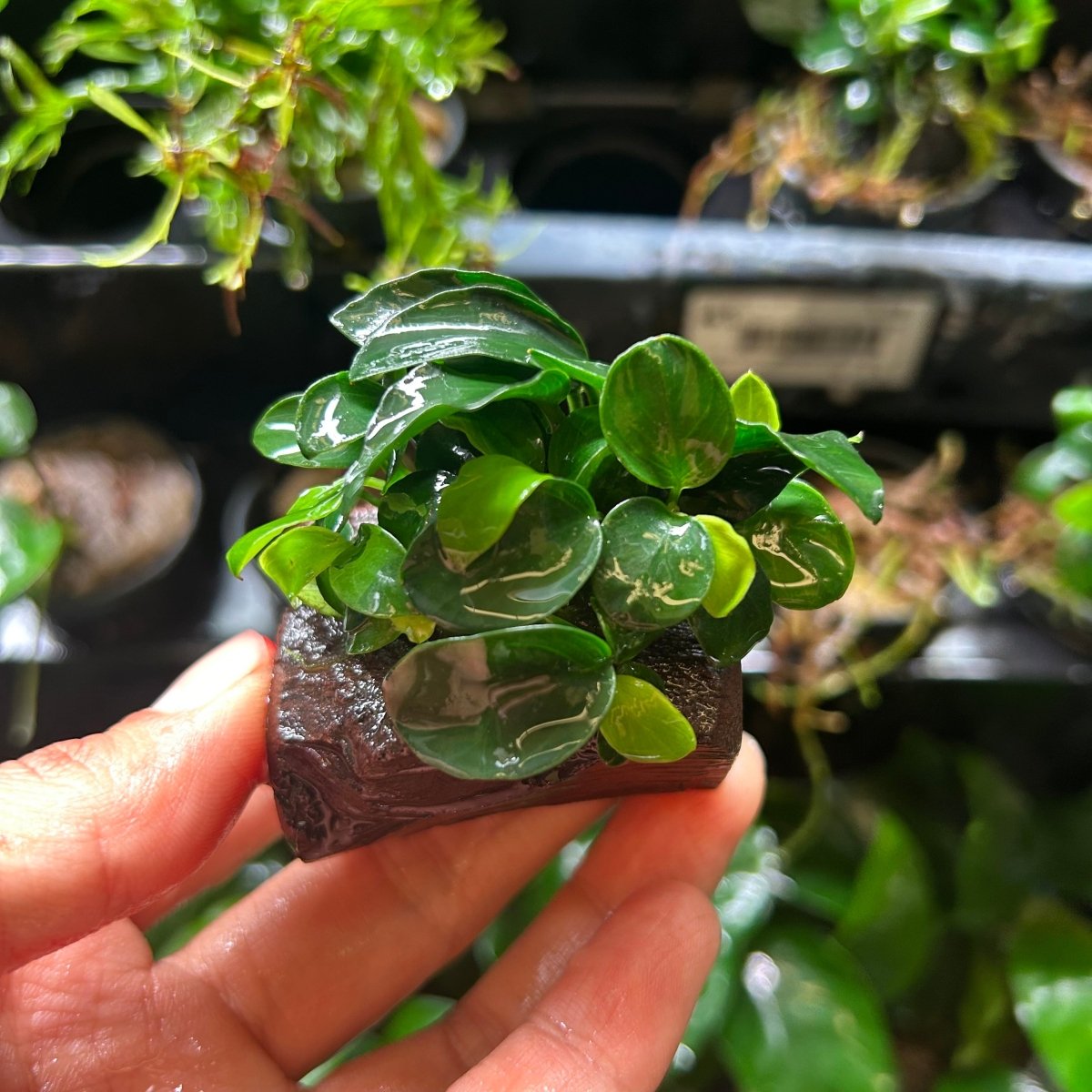 Anubias Nana Petite for Sale | Live Aquarium Plant