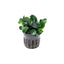 Anubias Nana Petite