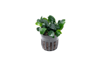 Anubias Nana Petite