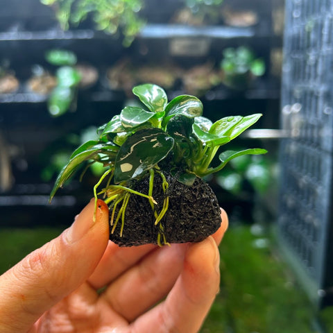 Anubias Nana Petite for Sale | Live Aquarium Plant