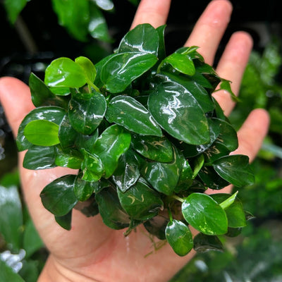 Anubias Nana Petite - On Round Nutripad