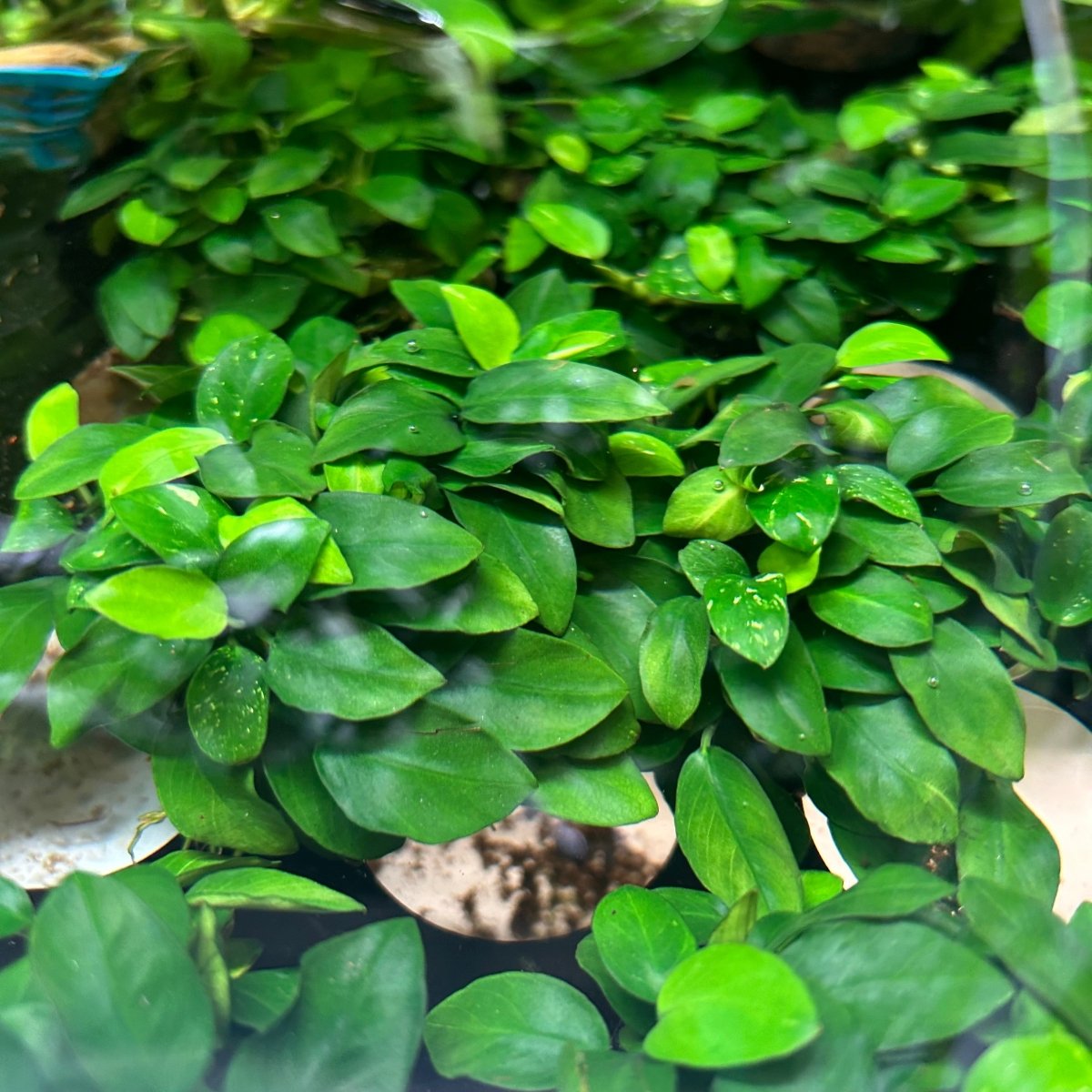 Anubias Nana Petite - On Round Nutripad