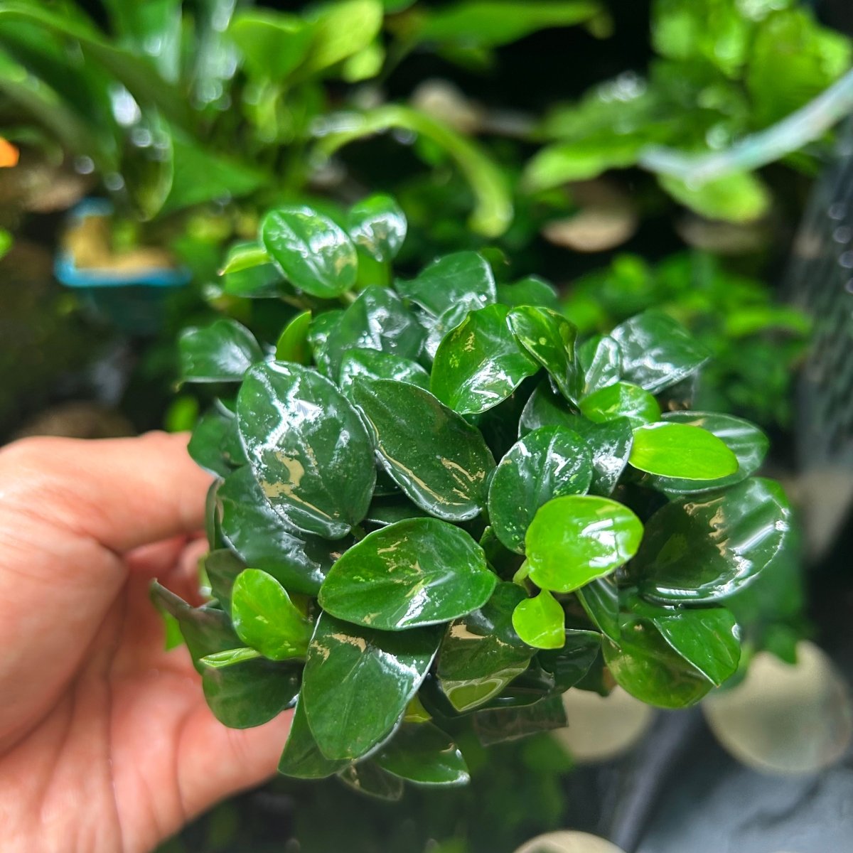 Anubias Nana Petite - On Round Nutripad