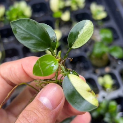 Anubias Nana Petite Panda
