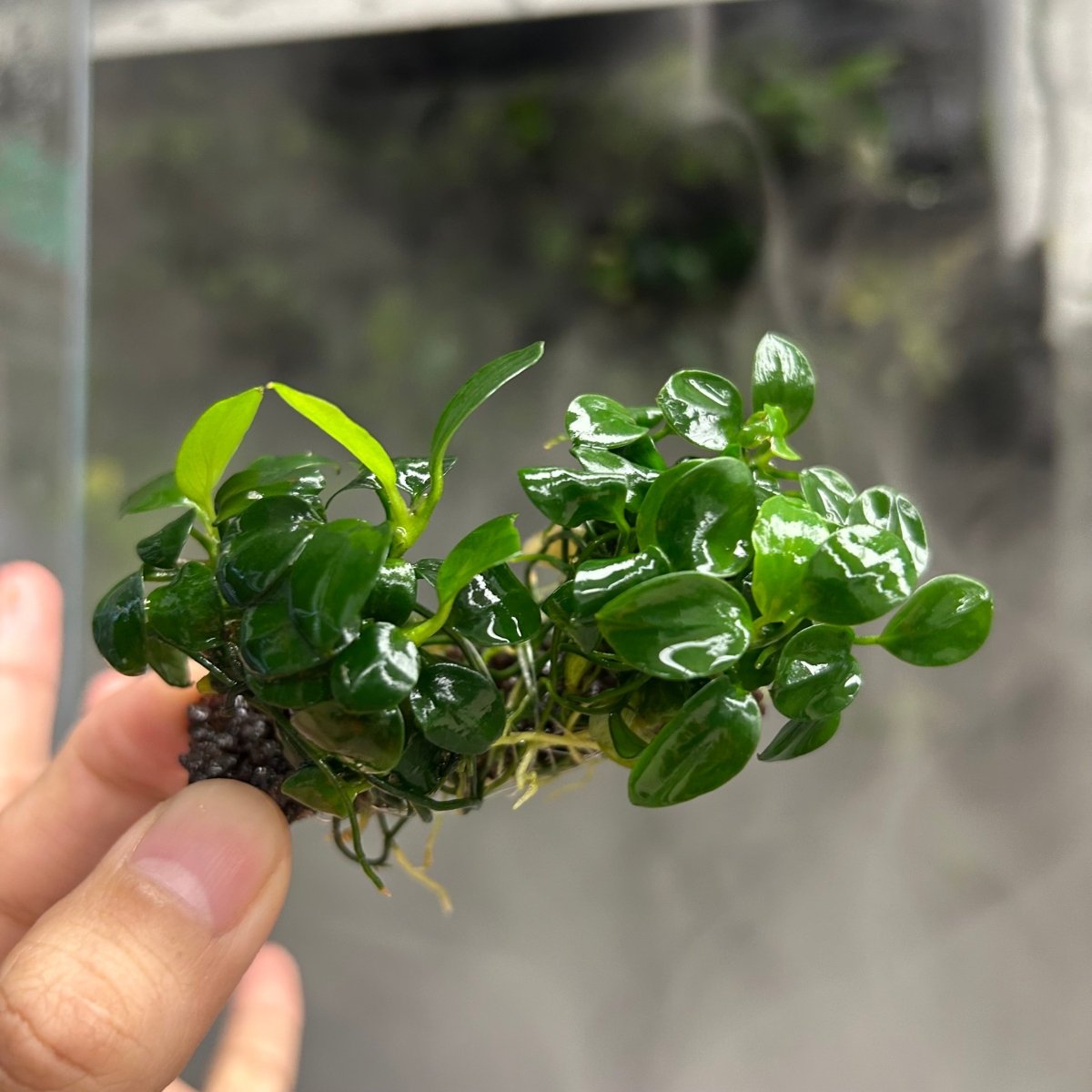 Anubias Nana Petite Sing on Nutripad