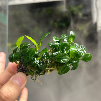 Anubias Nana Petite Sing on Nutripad