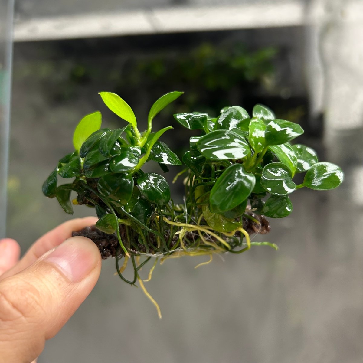 Anubias Nana Petite Sing on Nutripad