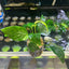 Anubias Nana - Potted