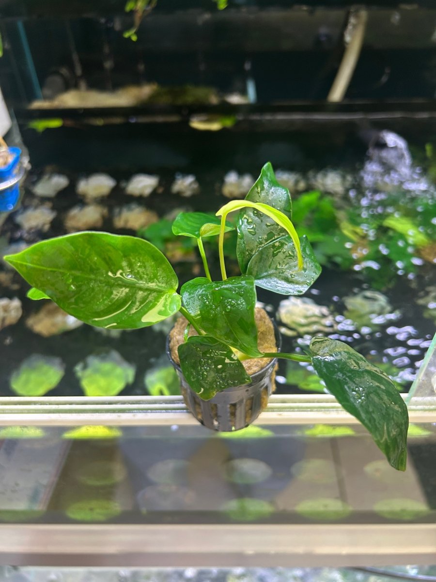Anubias Nana - Potted