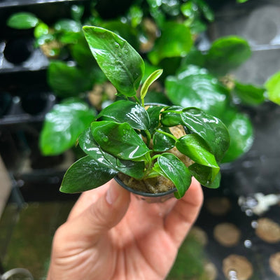 Anubias Nana - Potted