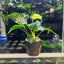 Anubias Nana - Potted