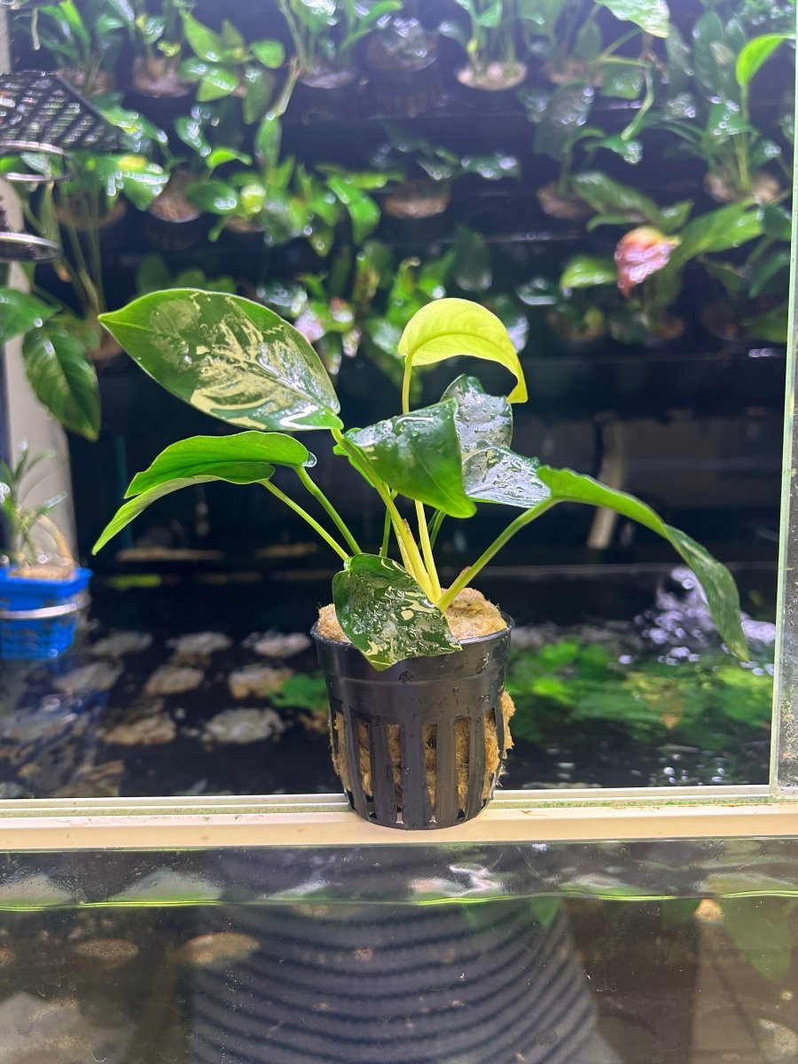 Anubias Nana - Potted
