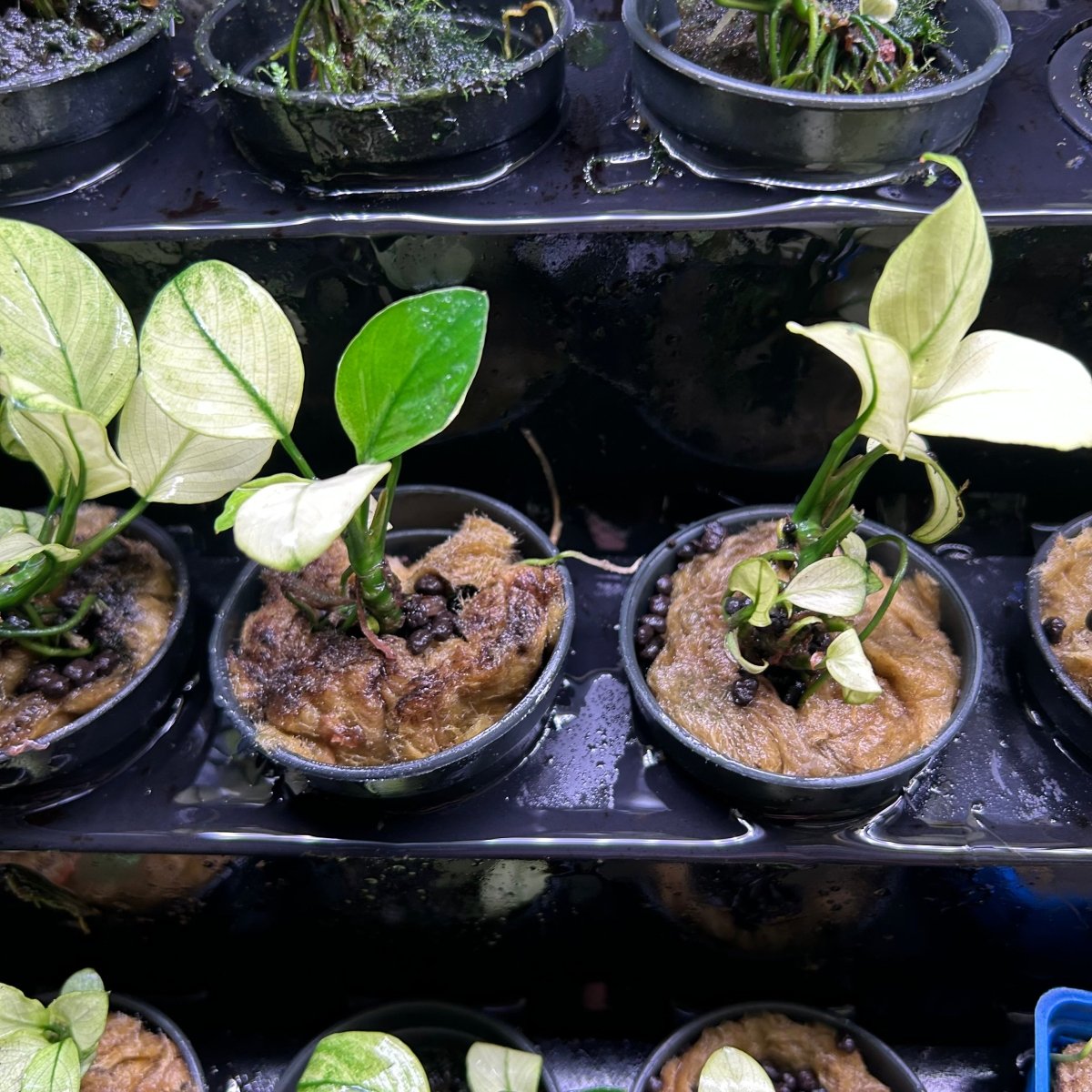 Anubias Nana Thailand White
