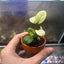 Anubias Nana Thailand White