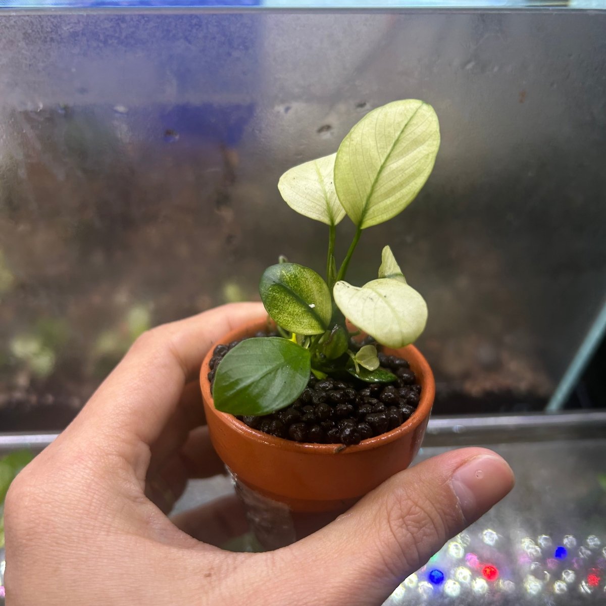 Anubias Broad White