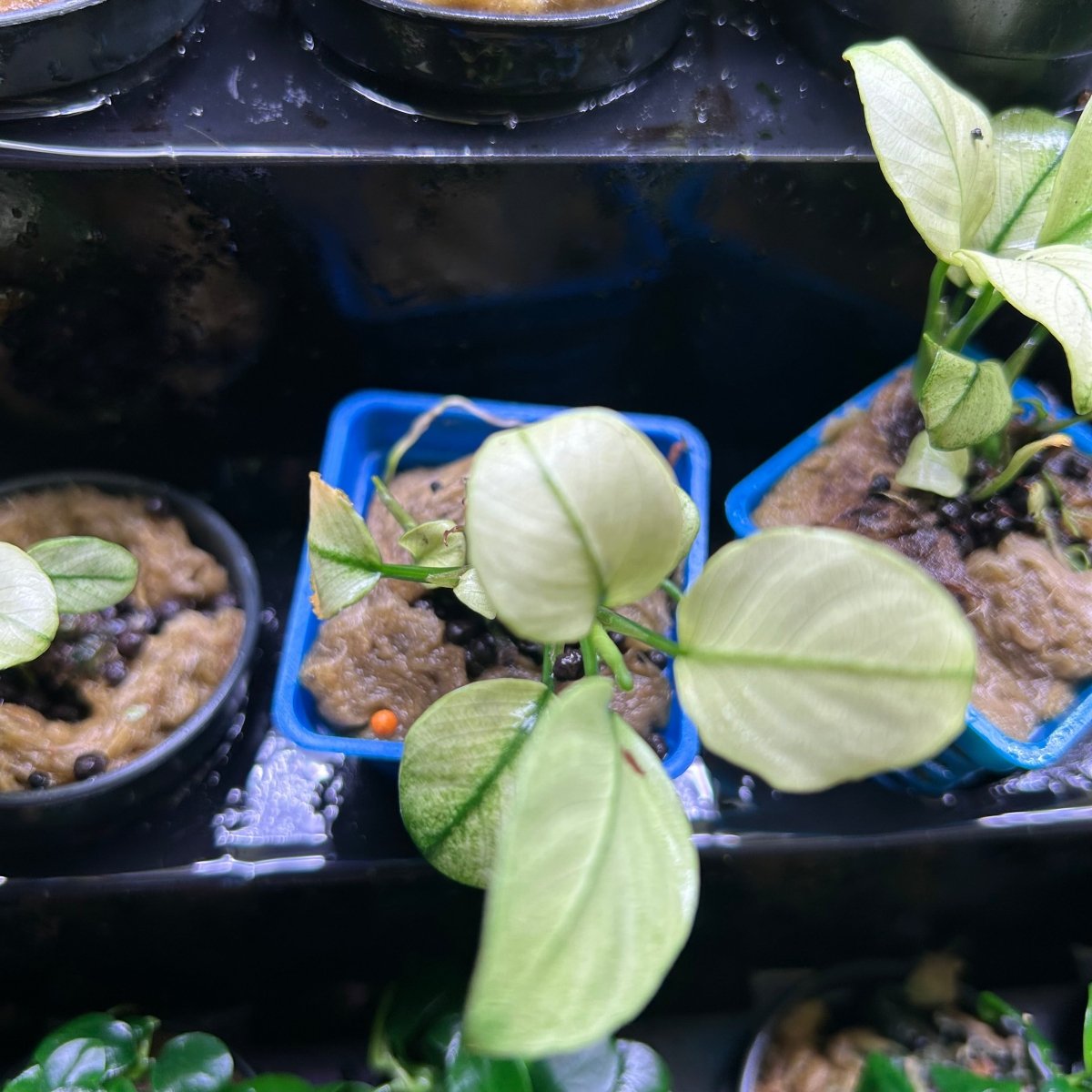 Anubias Nana Thailand White