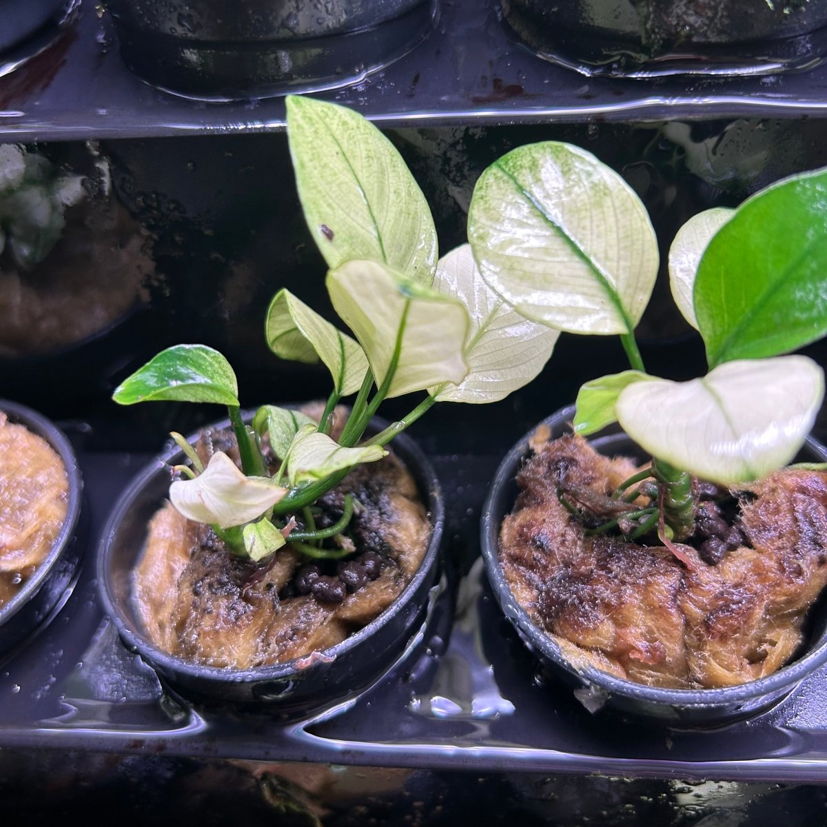 Anubias Nana Thailand White