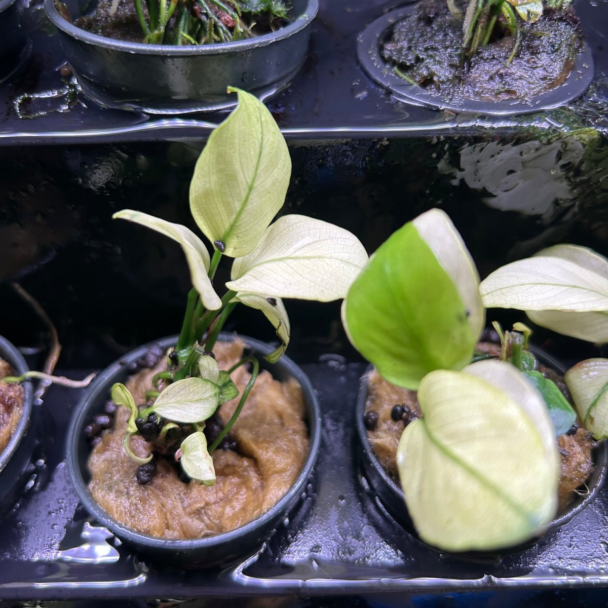 Anubias Nana Thailand White