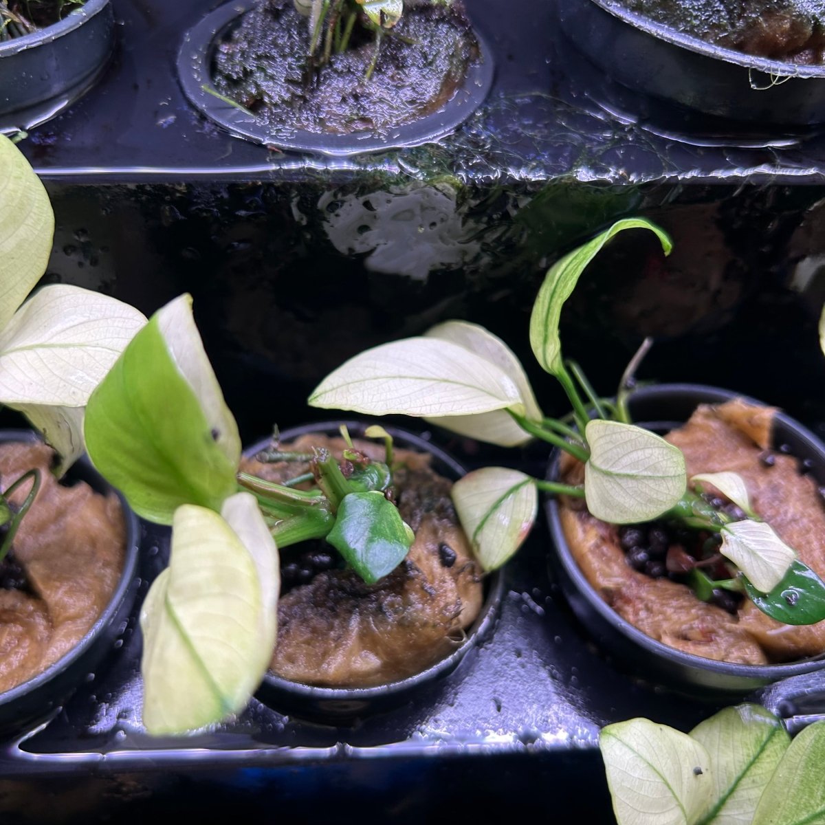 Anubias Nana Thailand White