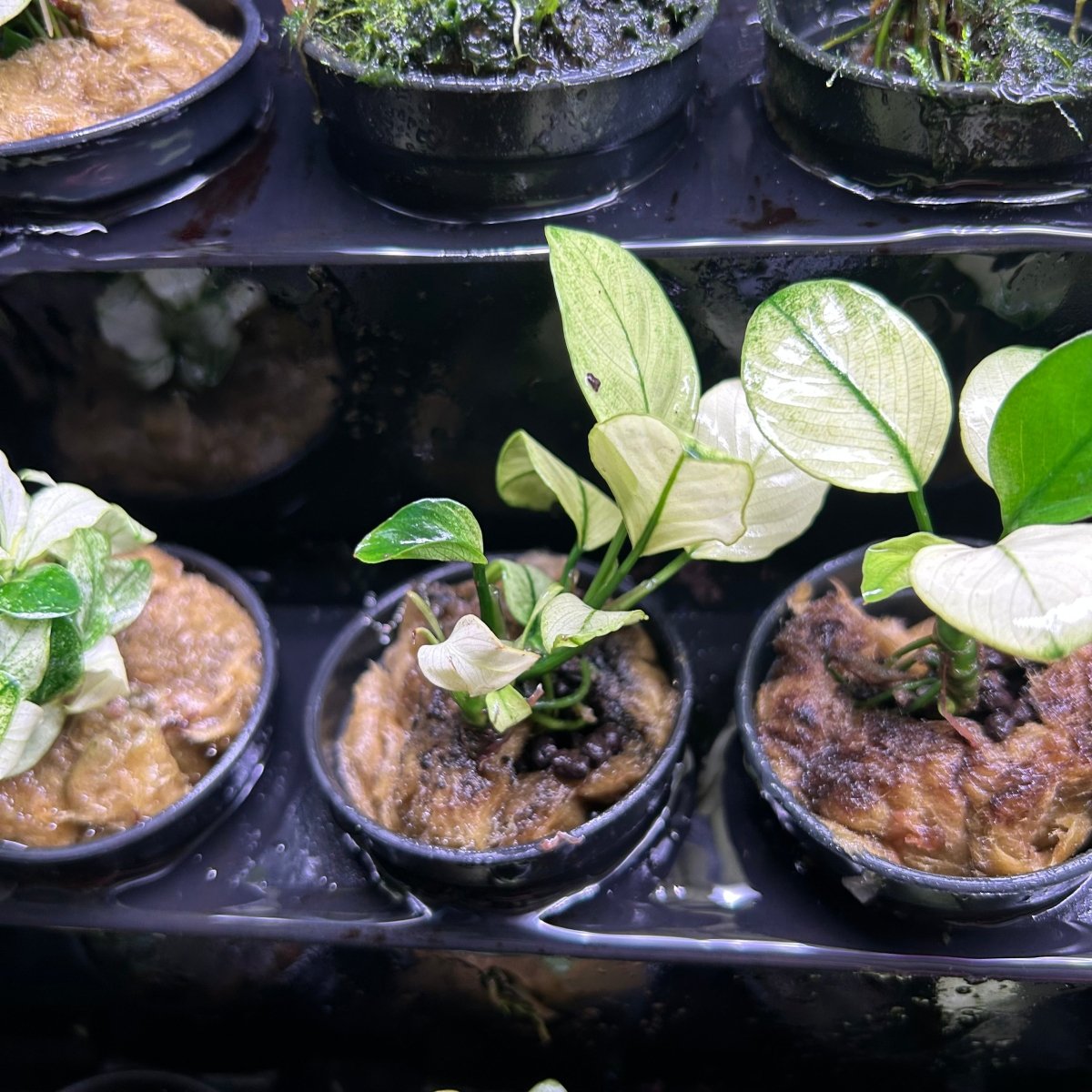 Anubias Nana Thailand White