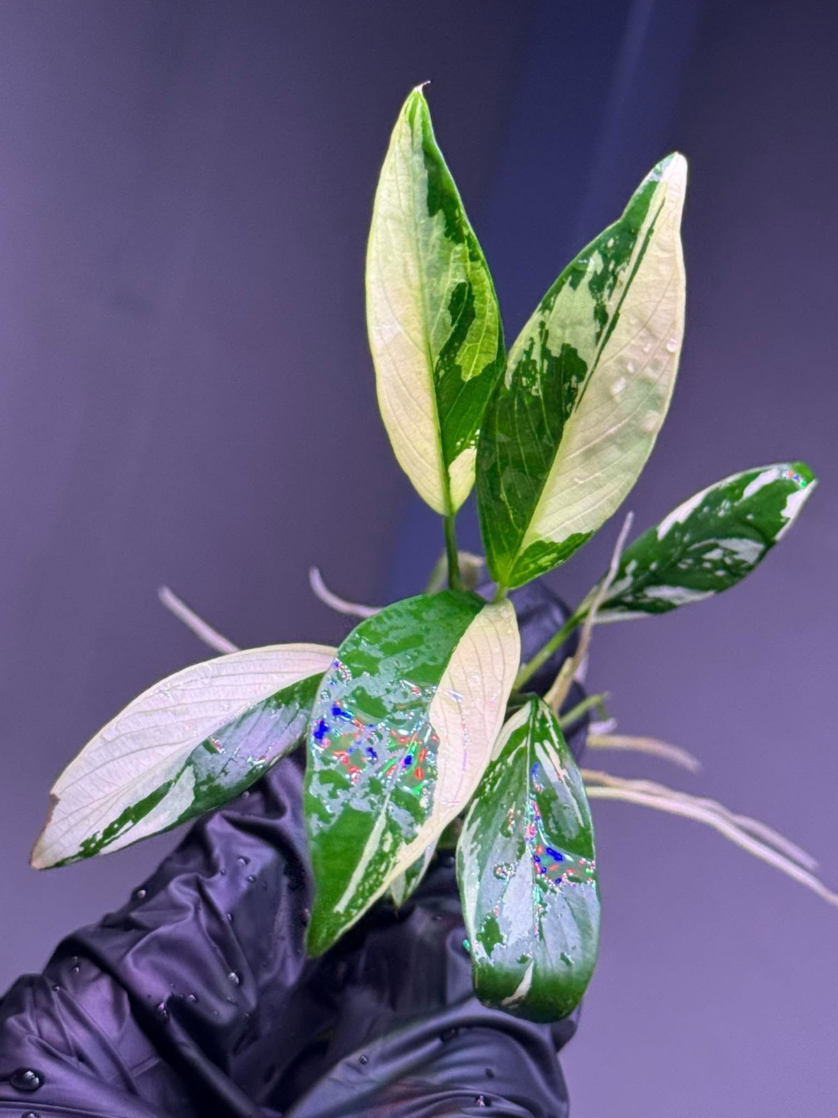 Anubias Panda Congensis
