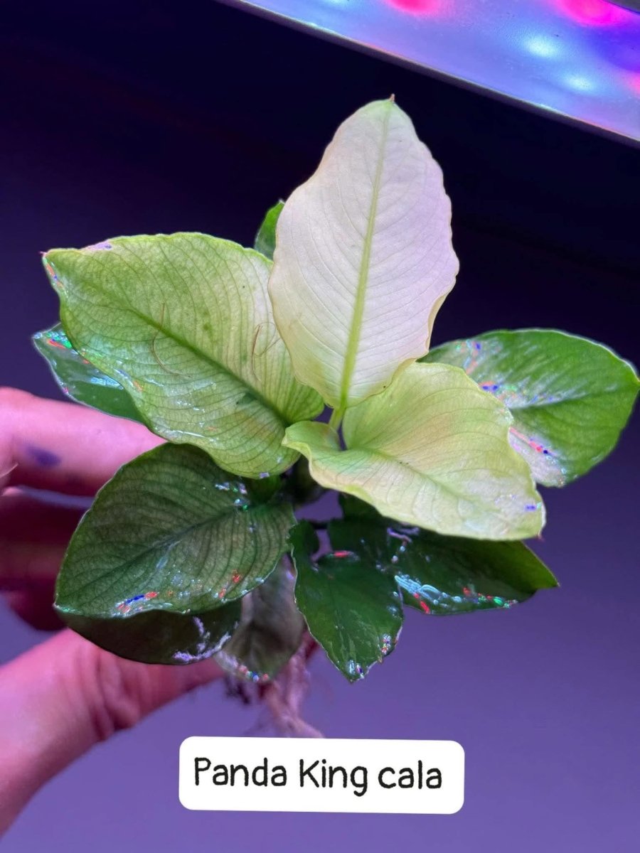 Anubias Panda King Cala