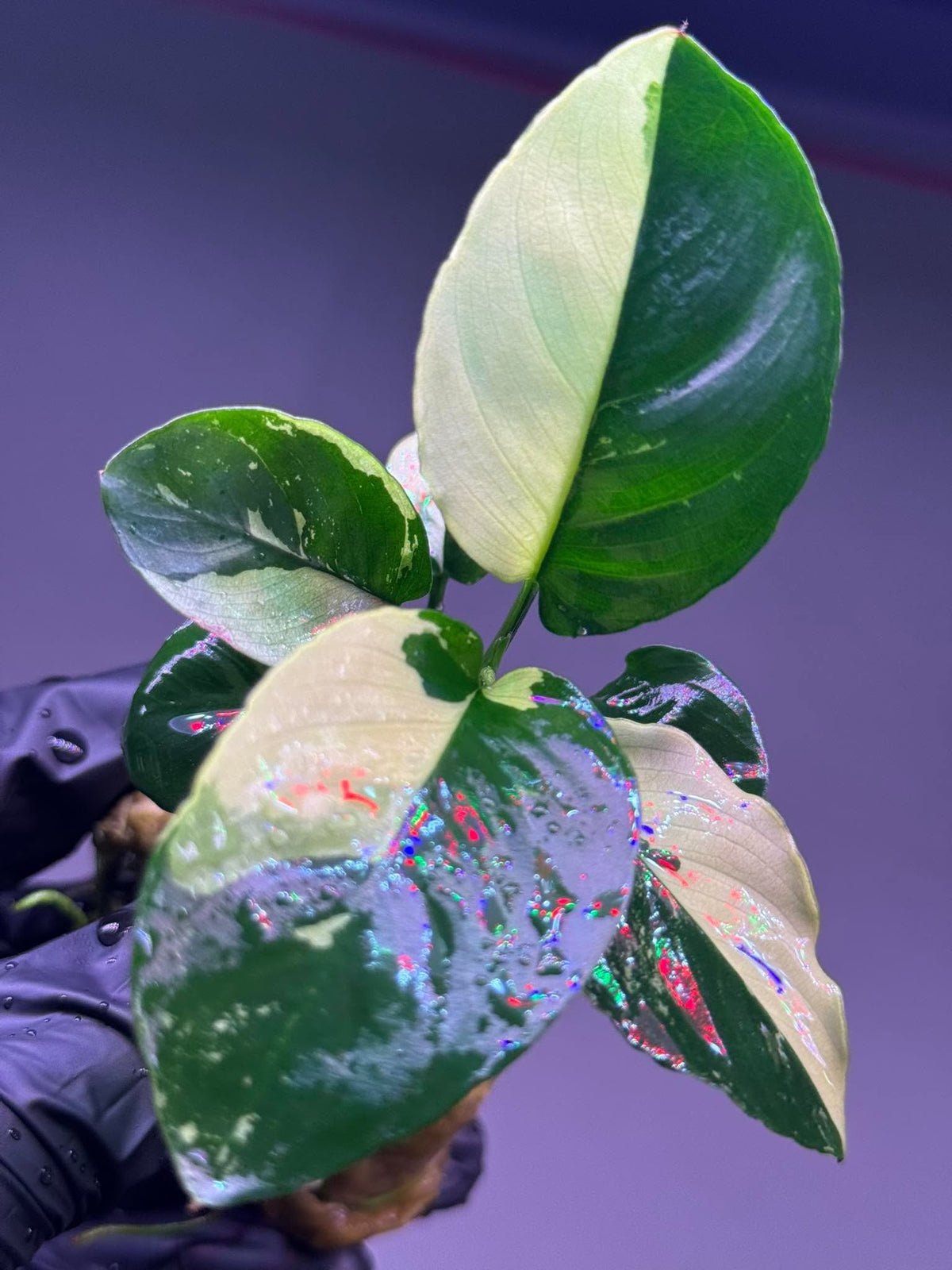 Anubias Panda King