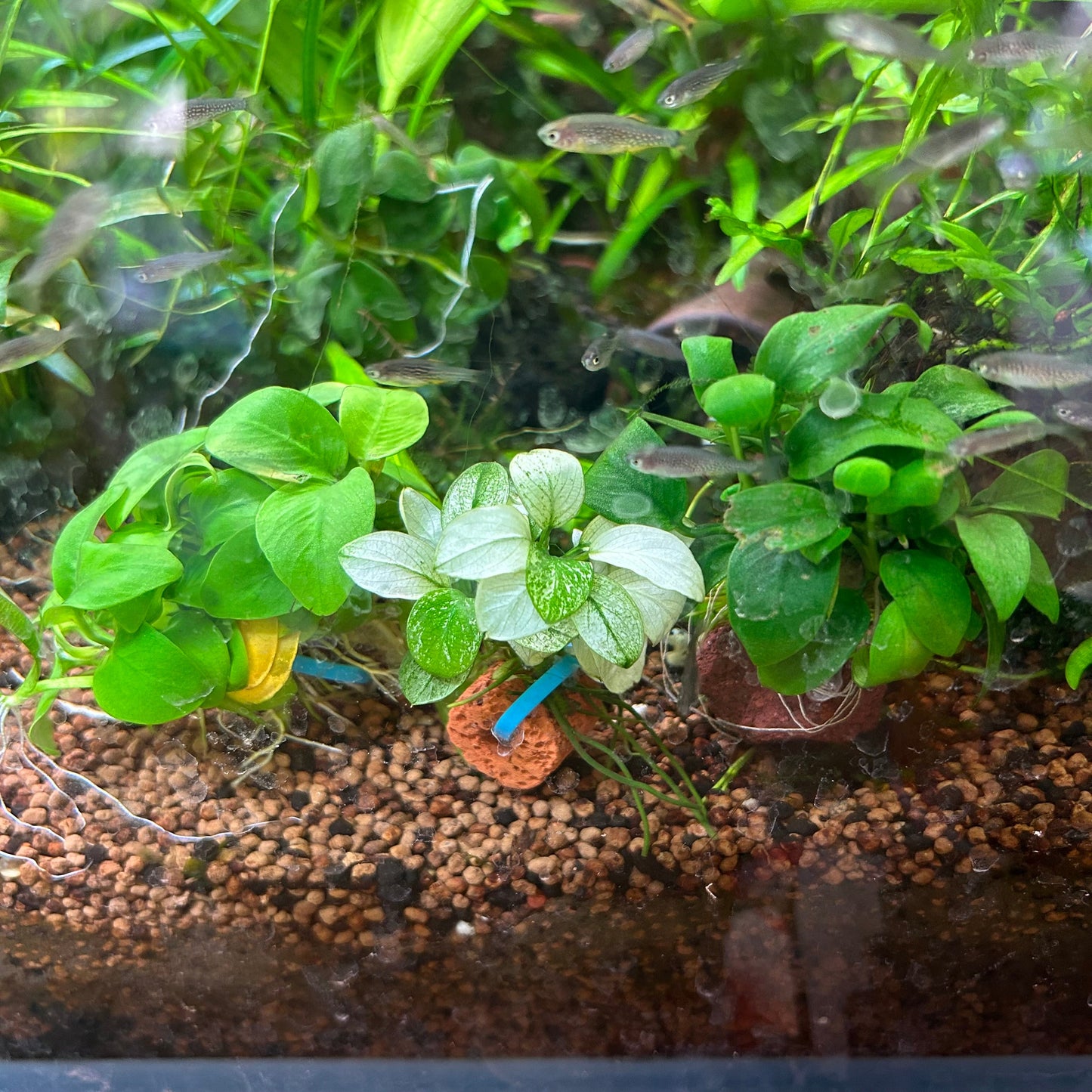 Anubias Pinto