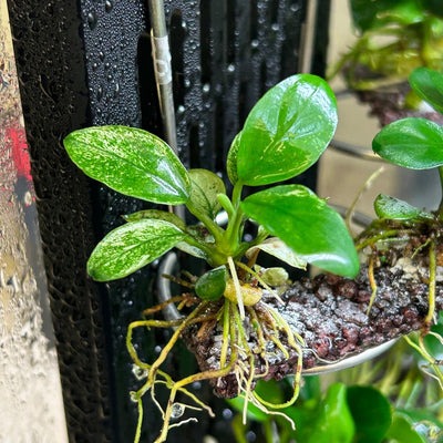 Anubias Pinto